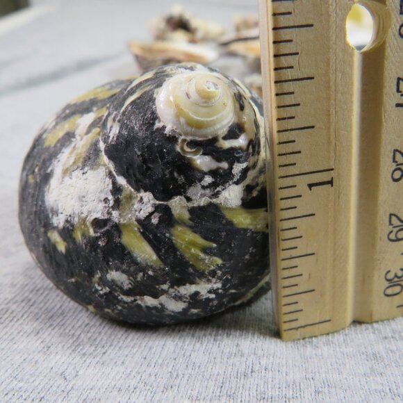 Black & White and Patterned REAL Sea Shells variety of sizes and styles - Picture 14 of 16